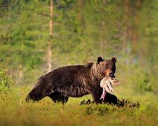 Beruang Besar Khas Bioma Taiga Dan Hutan Gugur